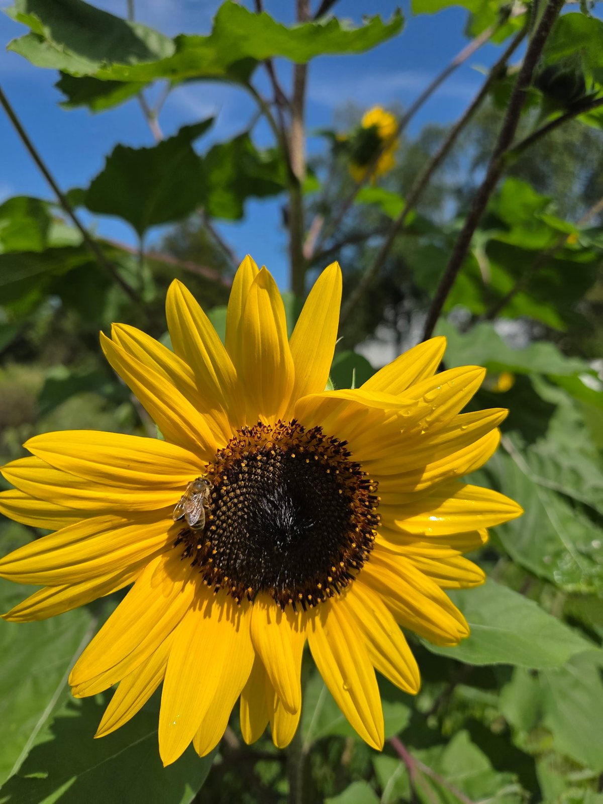 A honeybee foraging on a sunflower under a blue sky